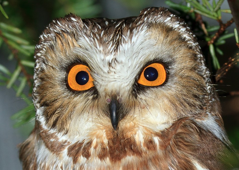 Northern saw-whet owl
