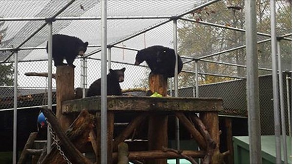 Critter Care Bears