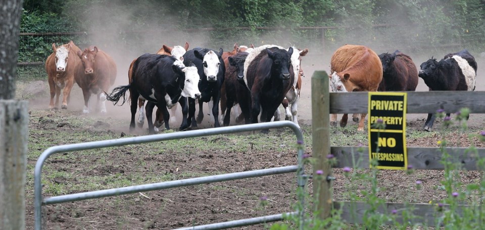 VKA cattle 0765.jpg