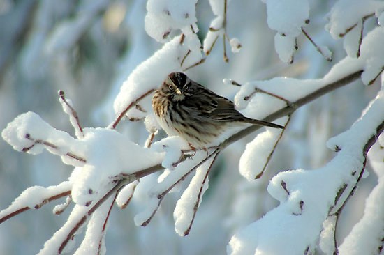 birds