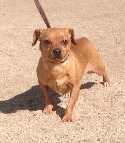 missing dog