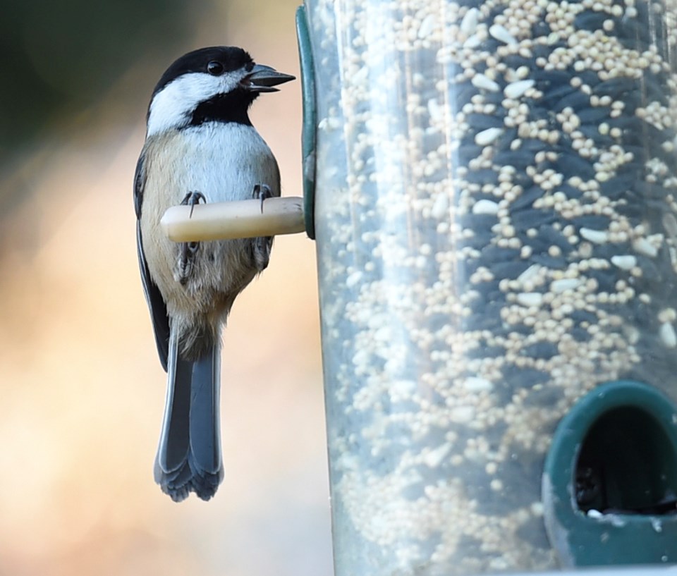 A Black-capped chickadee