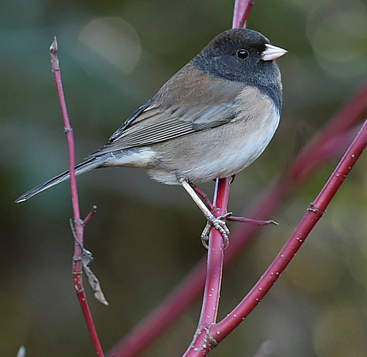 A Dark-eyed junco.