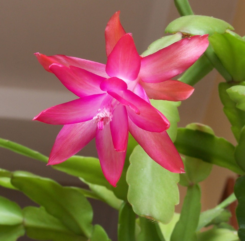 christmas cactus