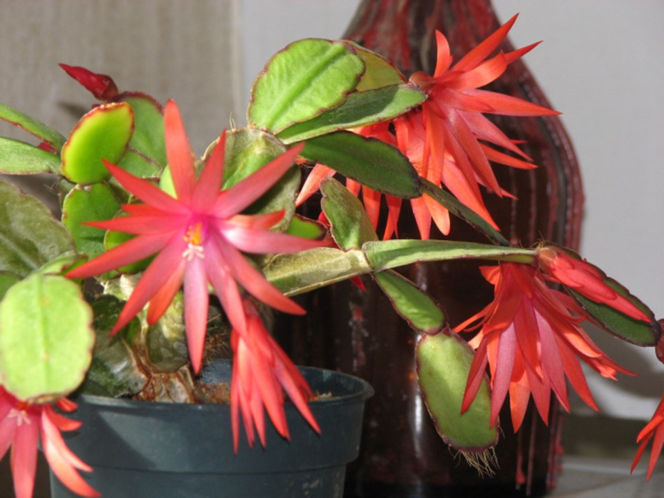 Christmas cactus