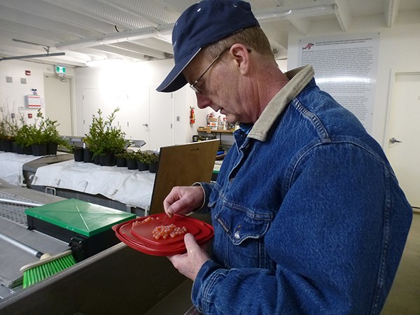 Mossom Creek Hatchery