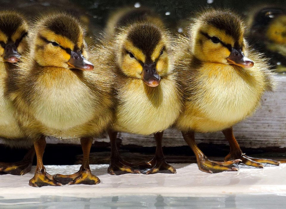 baby ducks wildlife rescue association