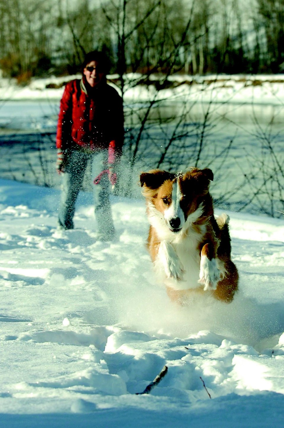 pets-at-Xmas.24.jpg