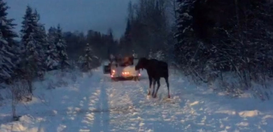 Moose rescue