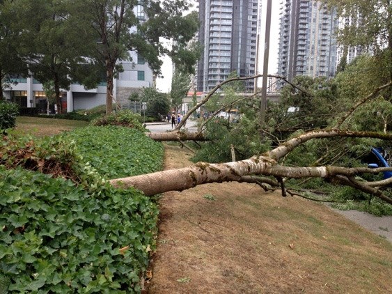 2015 windstorm