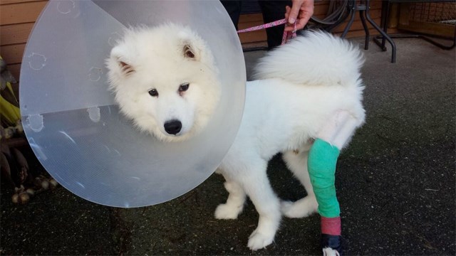 The latest picture of Polar, post-op.
