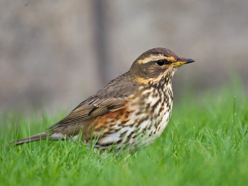 Redwing_Turdus_iliacus.jpg