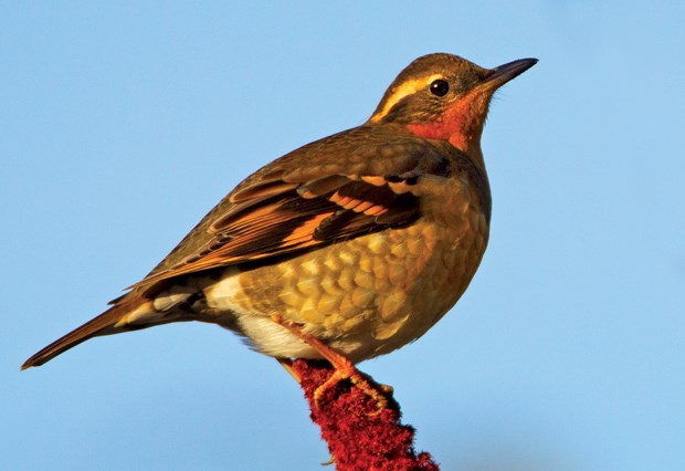 Winter birds are invading local spaces