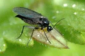 fungus gnat