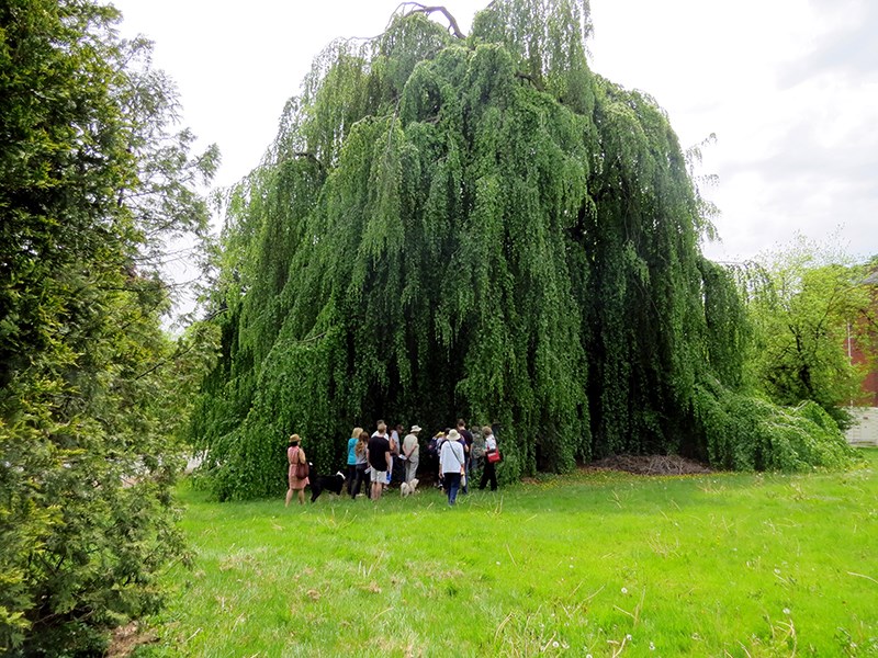 Riverview tree walk