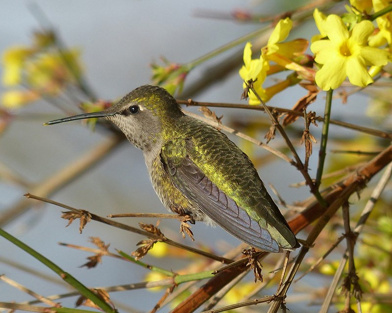 This Anna’s hummingbird visited a local garden on Christmas Day.