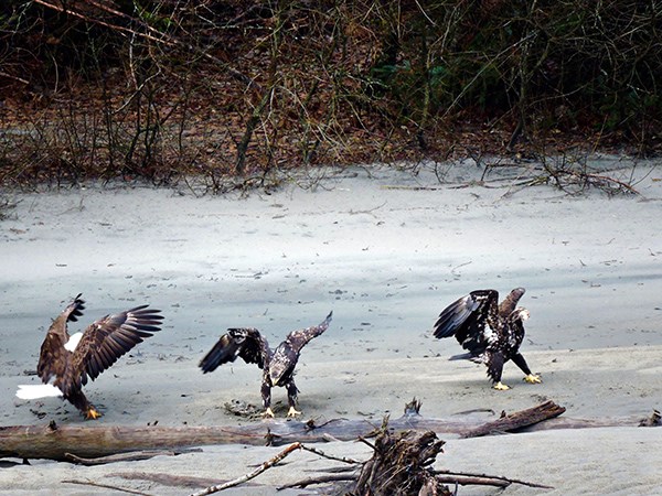 eagles