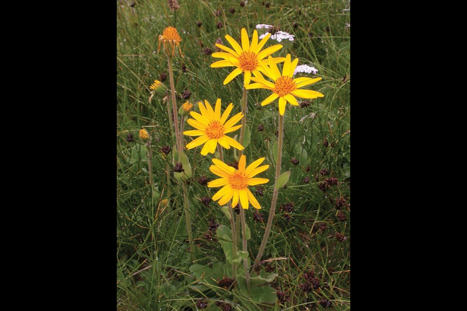 Arnica montana has been used in herbal medicine for centuries.