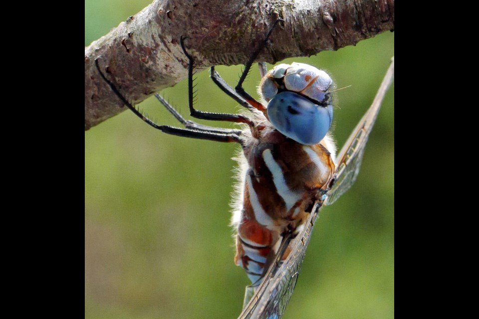 Dianne Neratini's Ninja is one of the works featured in the Burnaby Photographic Societys' 20th showcase.