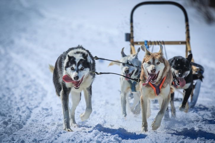 Gold-Rush-Dog-Sled-Mail-Run.jpg