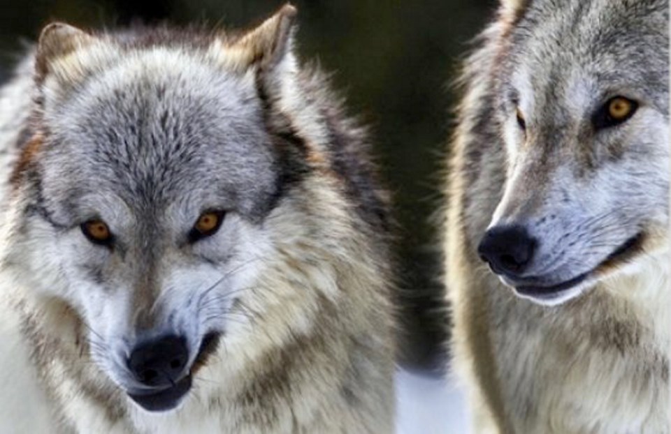0125-wolves.jpg