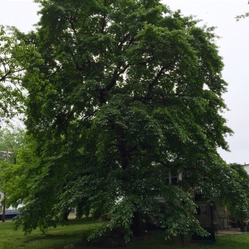 TREE