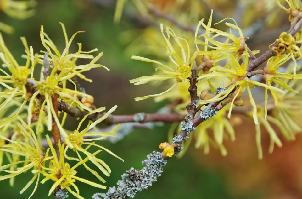 witch hazel