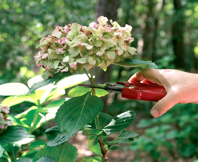 HYDRANGEA