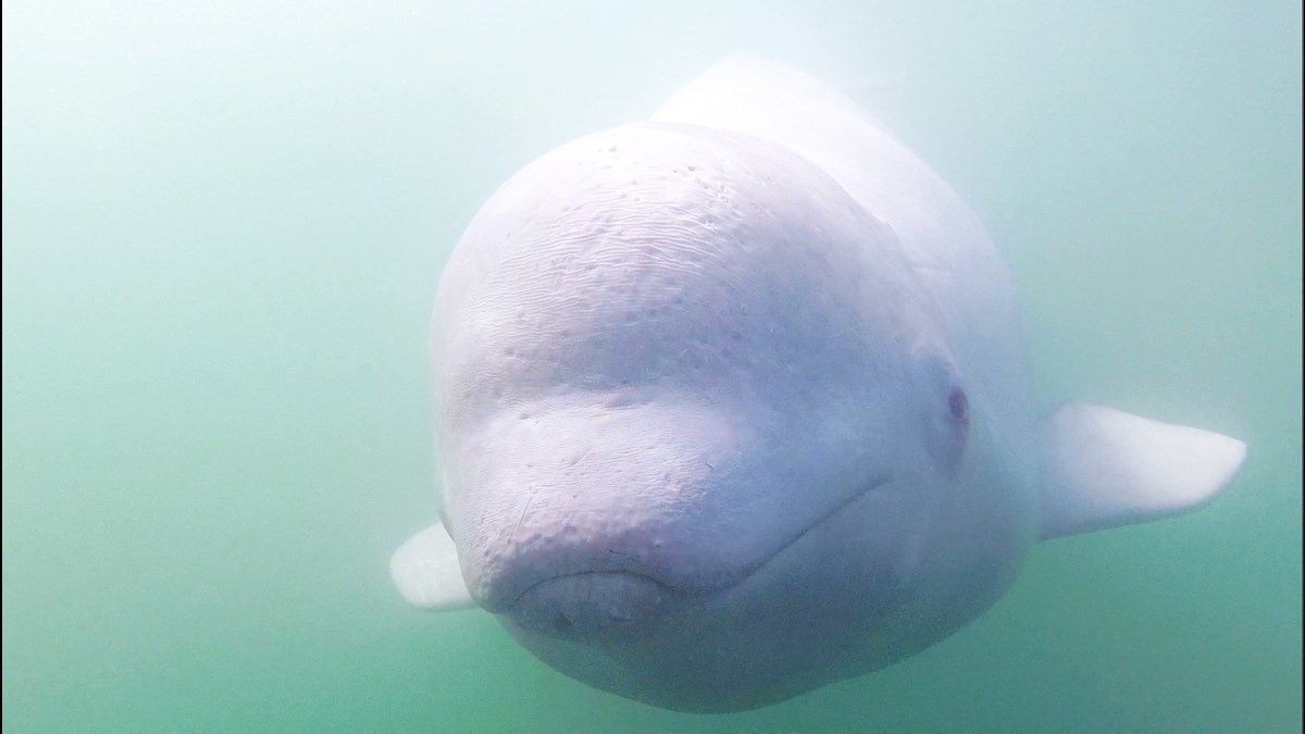 BABY BELUGA WAS SHOT IN HIS BACK! OMG! We are devastated right now