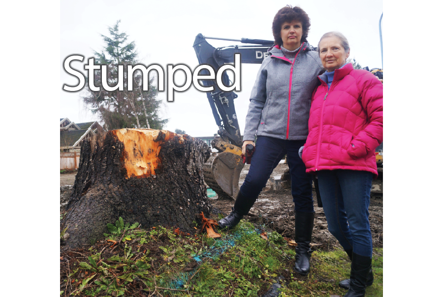 Concerned residents Cindy Lee and Sharon MacGougan survey the stump of a decades-old cedar tree in the Westwind neighbourhood. Photo by Graeme Wood.