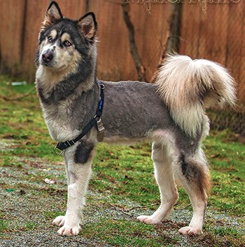 Willow-husky