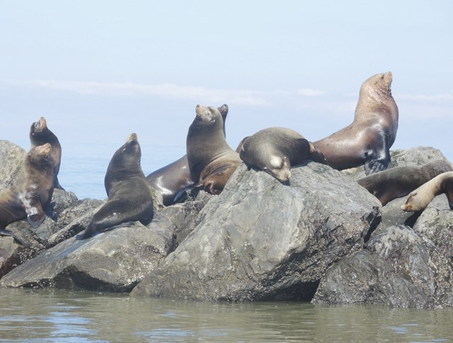 sea lion