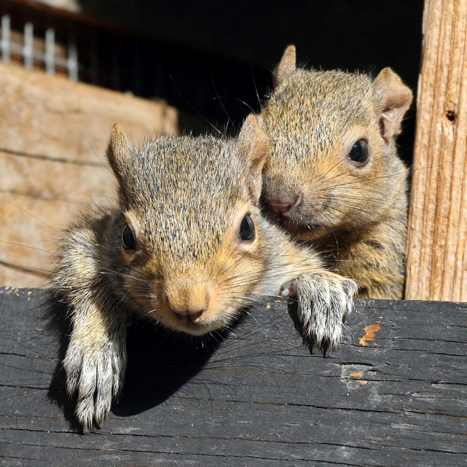 squirrels