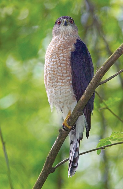 Enjoying North Shore raptors