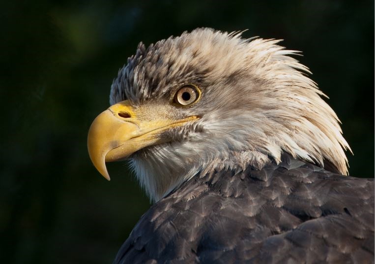 eagle