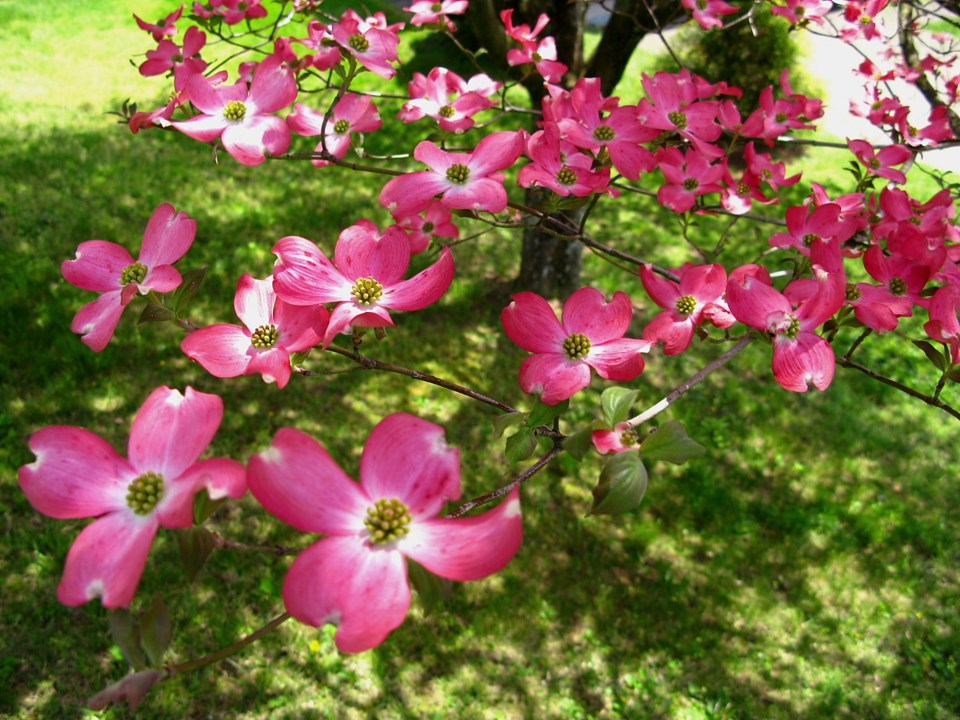 Pink Dogwood.