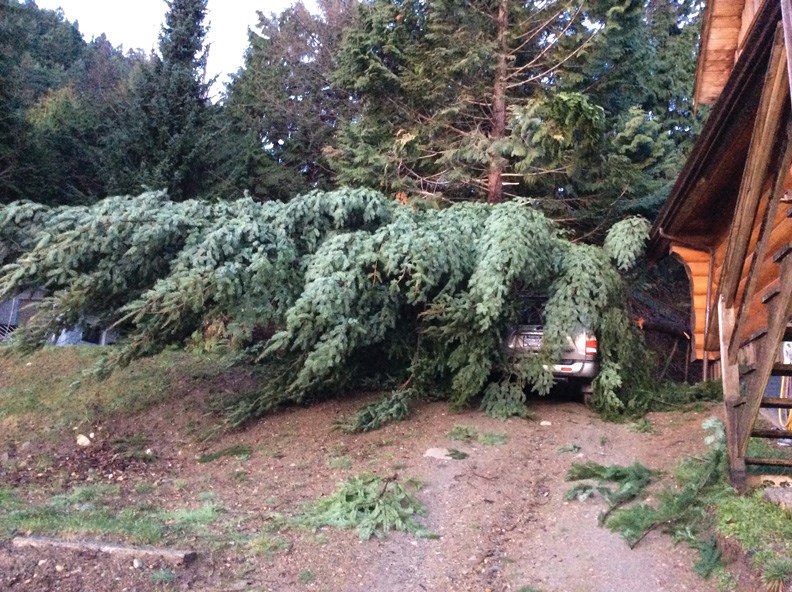 The Hutchinson family’s car was seriously damaged by one of three 80-foot Douglas fir trees that crashed onto their house during a windstorm on Feb. 5.