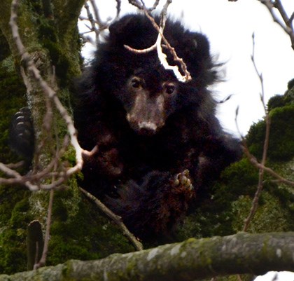 bear