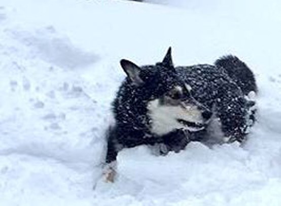 lost dog