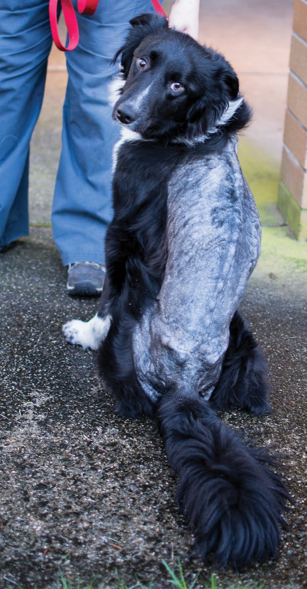 dog