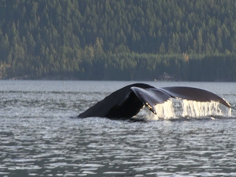 2118E_humpback_whales