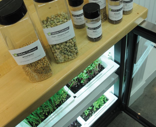 Cultivate an indoor herb garden