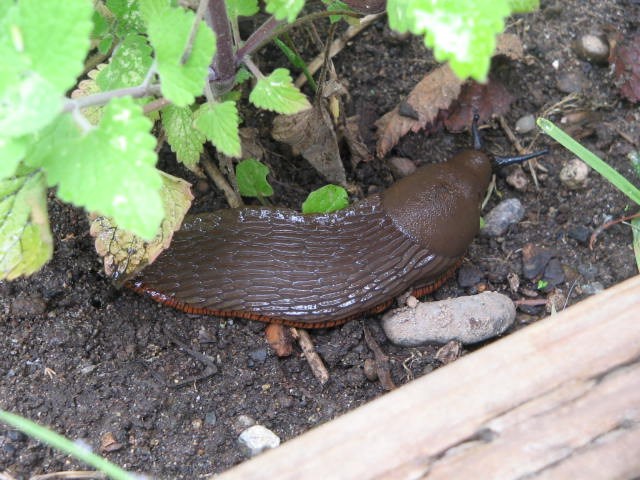 slug