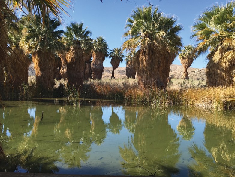 desert