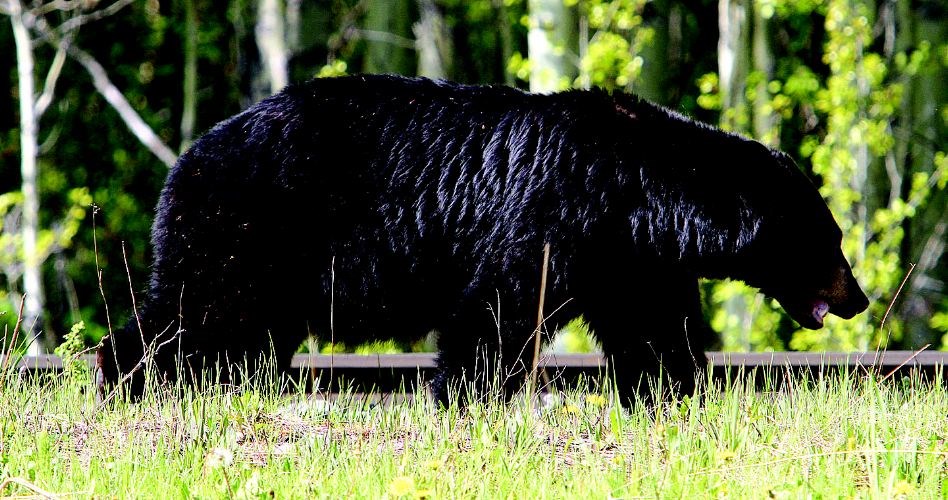 Bears-out-now.26.jpg
