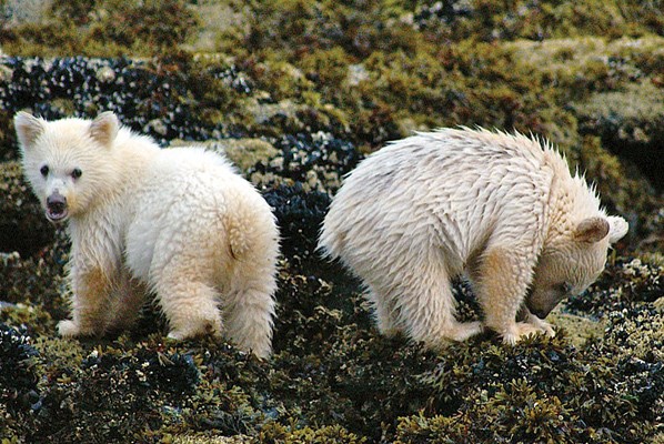 Spirit bears along the proposed Enbridge pipeline route have become emblems for environmental opposition.