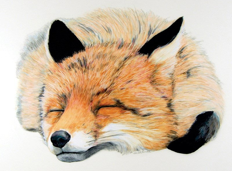 fox