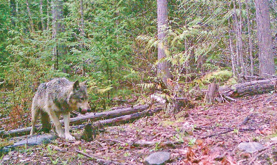 wolf