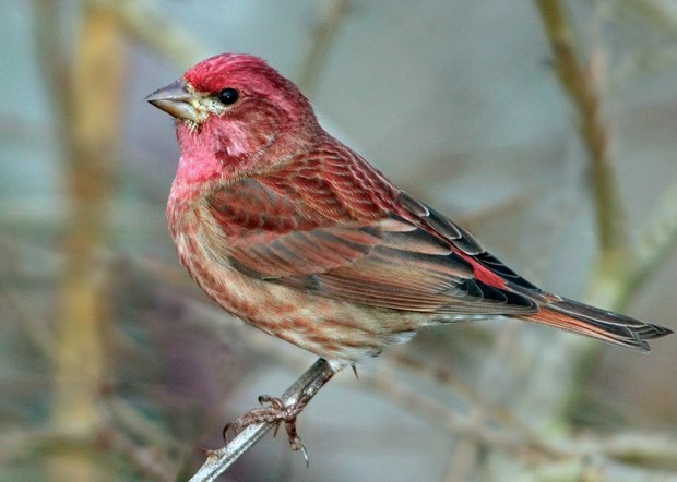 Spring sings at NV’s Maplewood Flats