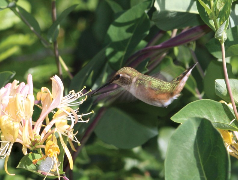 birds